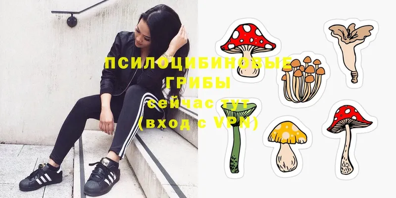 Псилоцибиновые грибы Psilocybe  где найти   OMG зеркало  Задонск 